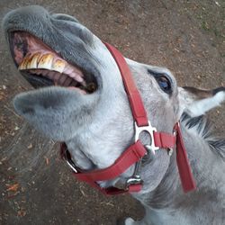 High angle view of donkey