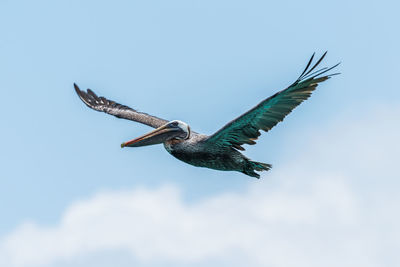 Low angle view of pelican flying against sky