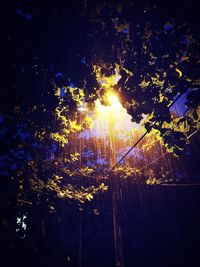 Trees growing at night