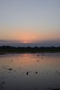 Flock of birds in lake against sky during sunset