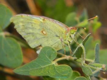 Close-up of butterfly on leaf