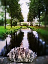 River flowing through trees