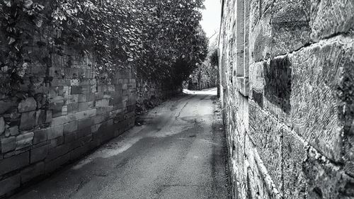 Road amidst trees in city