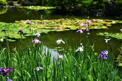 Close-up of purple flowering plants on land