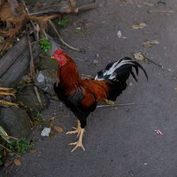 High angle view of rooster