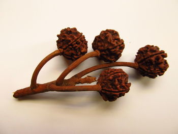 Close-up of brown over white background