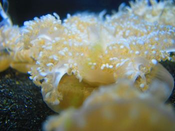 Close-up of coral in sea