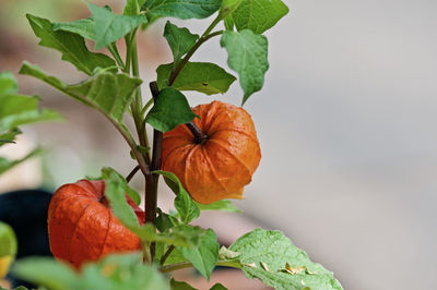 Close-up of orange plant