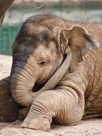 Close-up of elephant in zoo