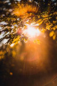 Sunlight streaming through tree during autumn