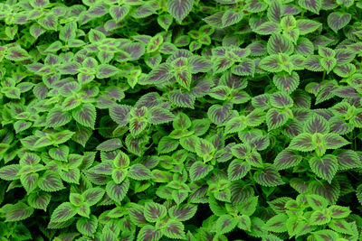 Full frame shot of plants