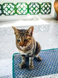 Portrait of cat sitting on floor