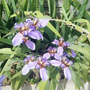 Close-up of purple flowers blooming outdoors