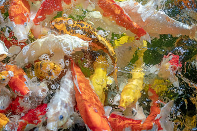 Close-up of koi carps swimming in sea