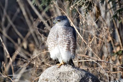 Close-up of bird perching on rock