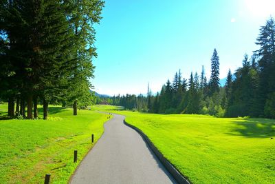 Road amidst trees against clear sky