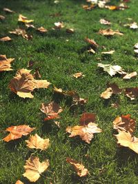 High angle view of grass