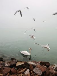 Seagulls flying over lake balaton 