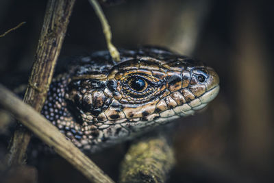 Close-up of lizard