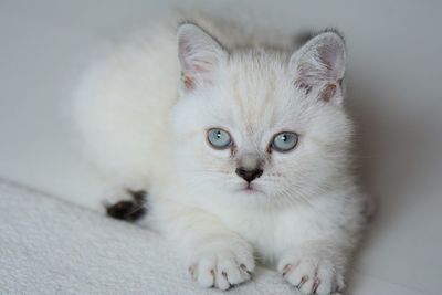 Close-up portrait of white cat