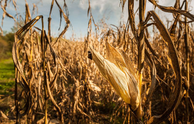 Close-up of plants on field against sky