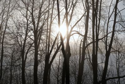 Low angle view of bare trees in forest