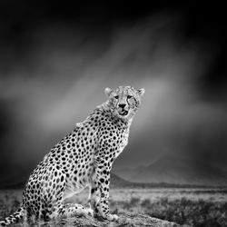 Dramatic black and white image of a cheetah on black background