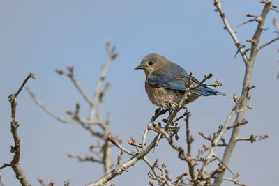 Low angle view of bird perching on branch