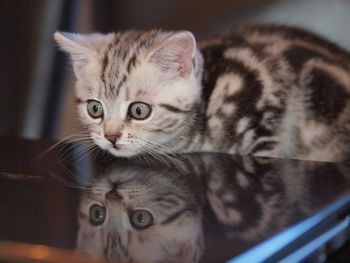 Close-up of cat indoors