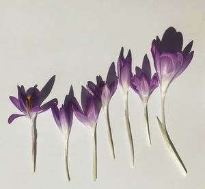 Directly above shot of crocuses on white table