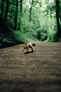 Horse walking in a forest