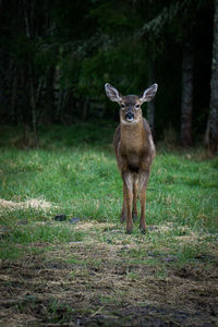 Portrait of deer standing on field