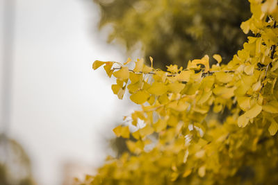 Close-up of yellow leaf plant gingko