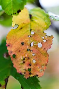 Close-up of leaves on plant during autumn