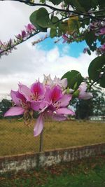 Close-up of pink flowers blooming in park