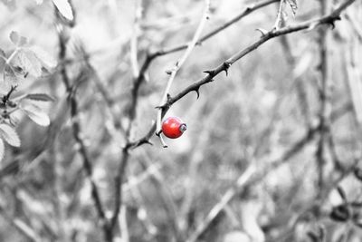 Close-up of ladybug on snow