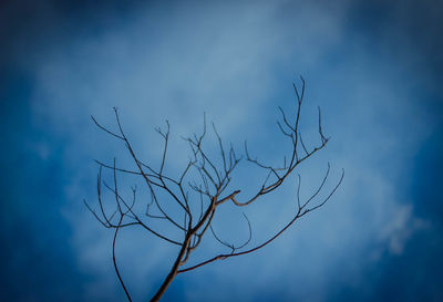 Low angle view of bare tree against sky