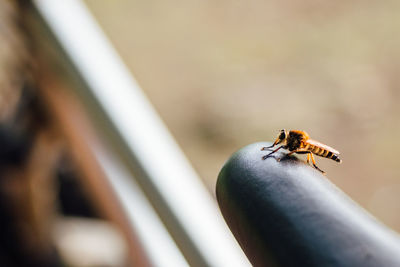 Close-up of bee on surface