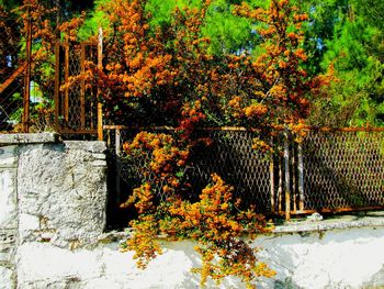 Plant growing in park