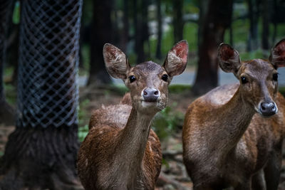 Portrait of deer.