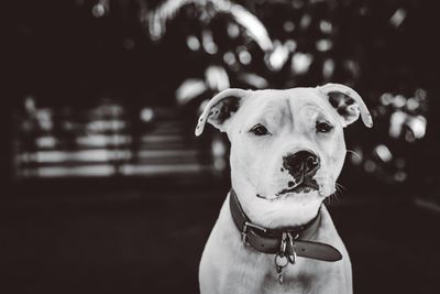 Close-up portrait of dog standing at yard