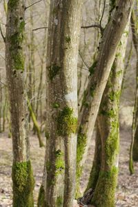 Close-up of tree trunk in forest