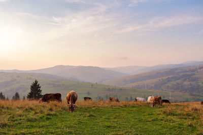 Cows grazing on hill