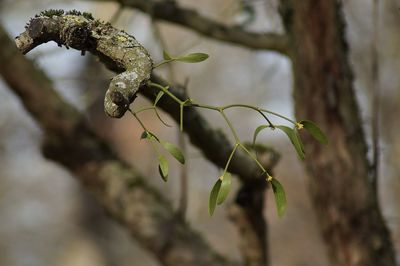 Close-up of fresh green mistletoe