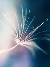 Close-up of dandelion against blue sky