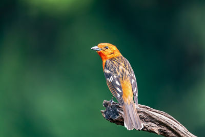 Close-up of bird perching on branch