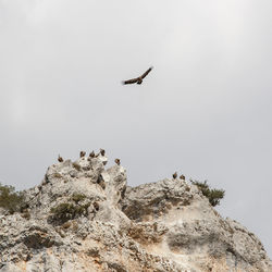 Low angle view of bird flying over rock