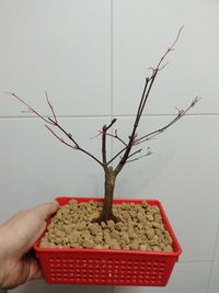 Close-up of hand holding plant against tree