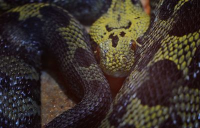 Close-up of snake