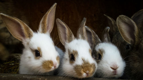 Baby rabbits